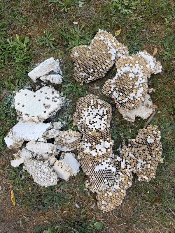 Large wasp nest removed