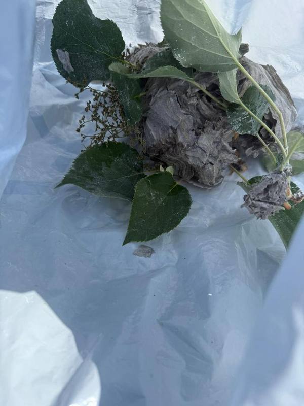 Nest bagged for safe disposal
