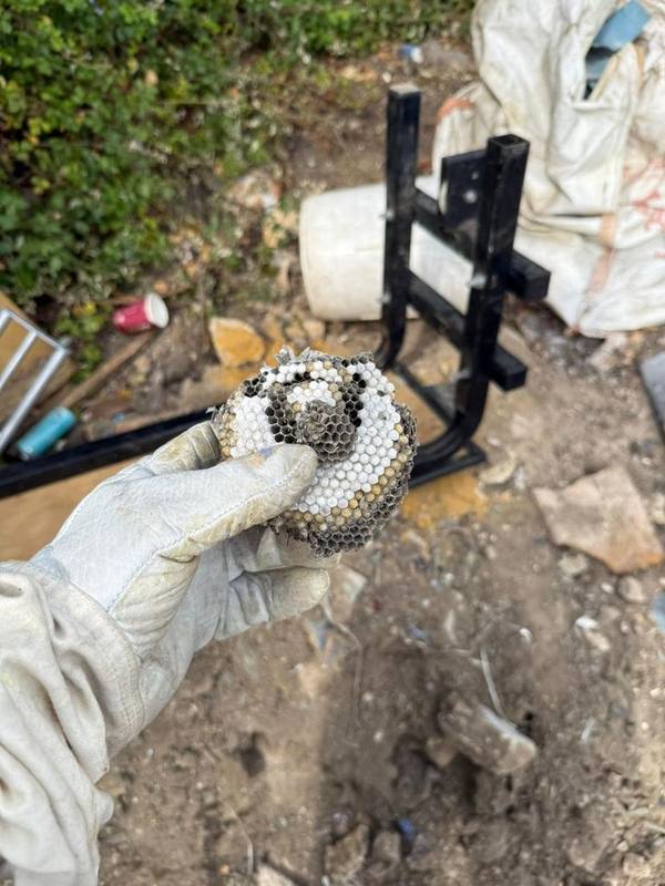 Treated wasp nest