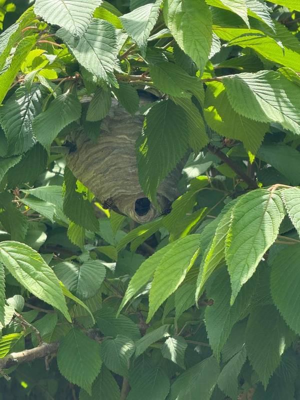 Wasp nest in a tree